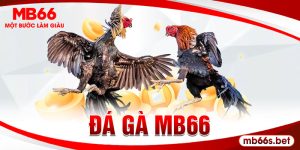 Đá gà MB66